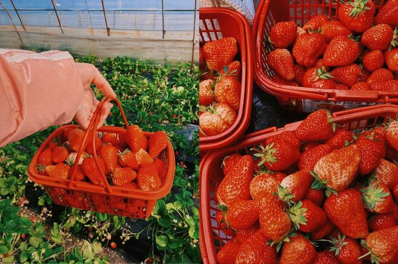 草莓采摘团建